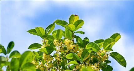 桂花風水五行|桂花树的象征与风水学（桂花树的寓意与风水布局的要点）